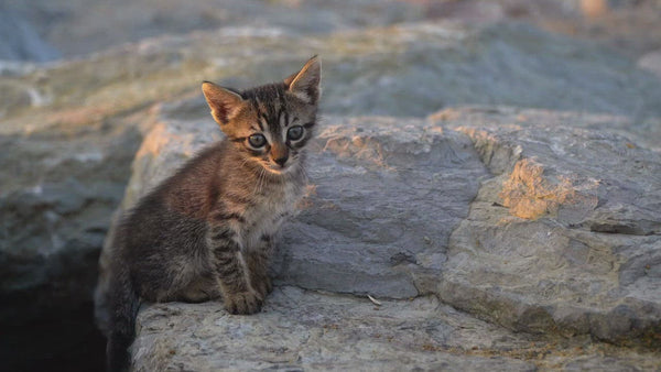 Load and play video in Gallery viewer, Dummy Product
